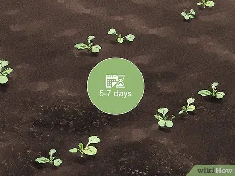 Выращивайте эндивий, шаг 9