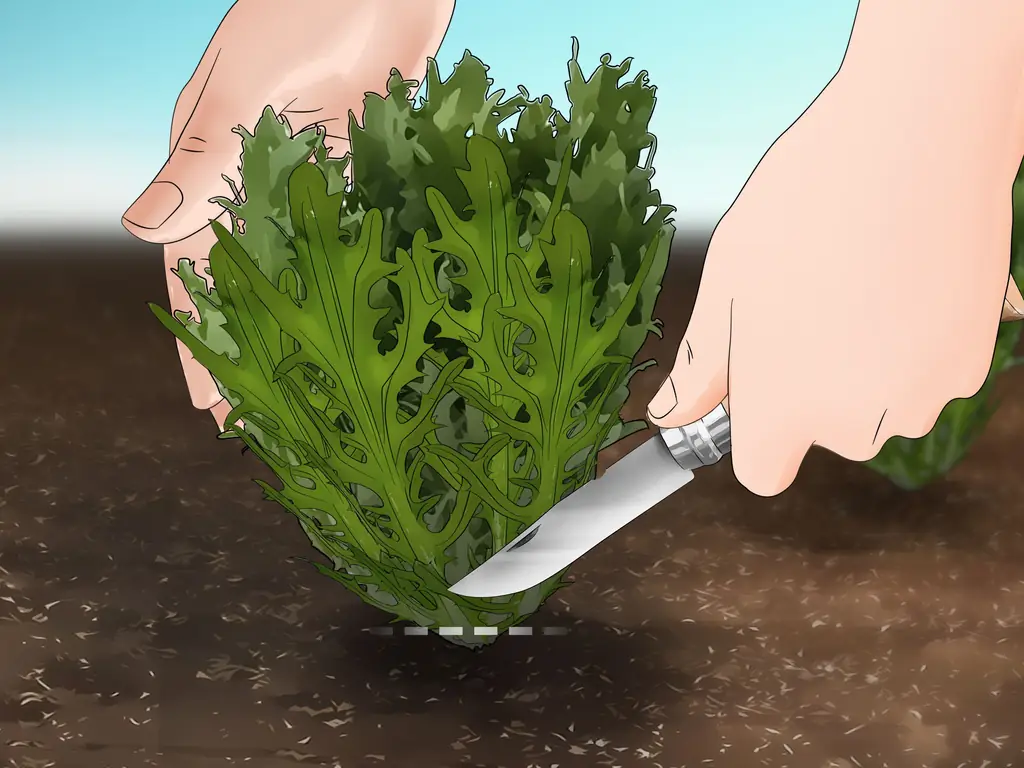 Как вырастить эндивий: 15 шагов (с иллюстрациями)