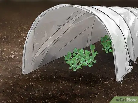 Выращивание Oca, шаг 10