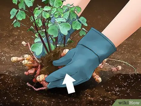 Выращивание Oca, шаг 11