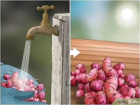 Выращивание Oca, шаг 12