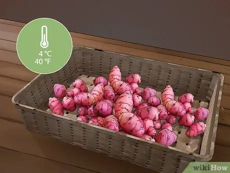 Выращивание Oca, шаг 13