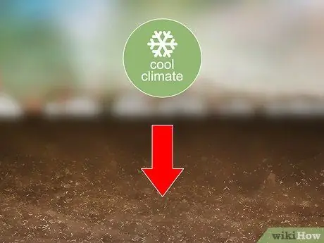 Выращивание Oca, шаг 3