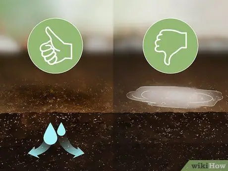 Выращивание Oca, шаг 6