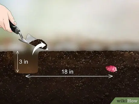 Выращивание Oca, шаг 8