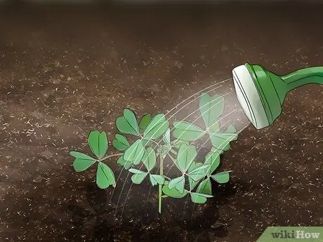 Выращивание Oca, шаг 9