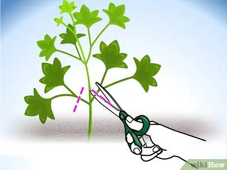 Выращивание двухлетних овощей Шаг 10