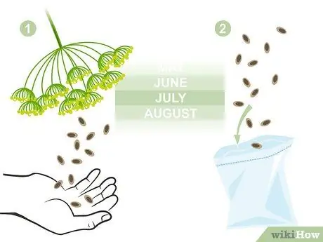 Выращивание двухлетних овощей Шаг 11