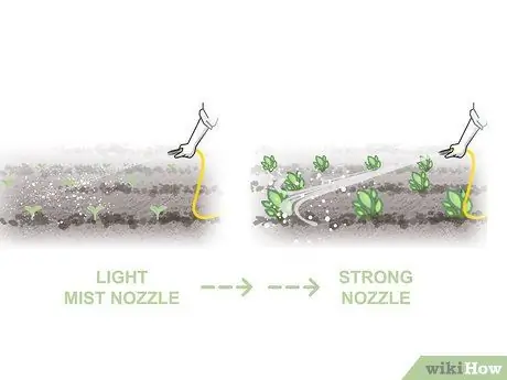 Выращивание двухлетних овощей Шаг 05