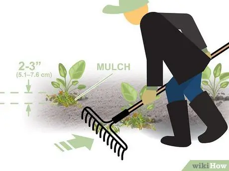 Выращивание двухлетних овощей Шаг 07