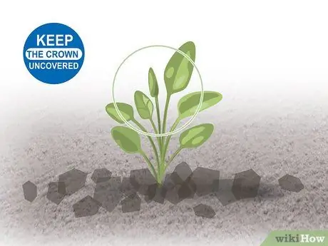 Выращивание двухлетних овощей Шаг 08