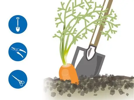 Выращивание двухлетних овощей Шаг 09