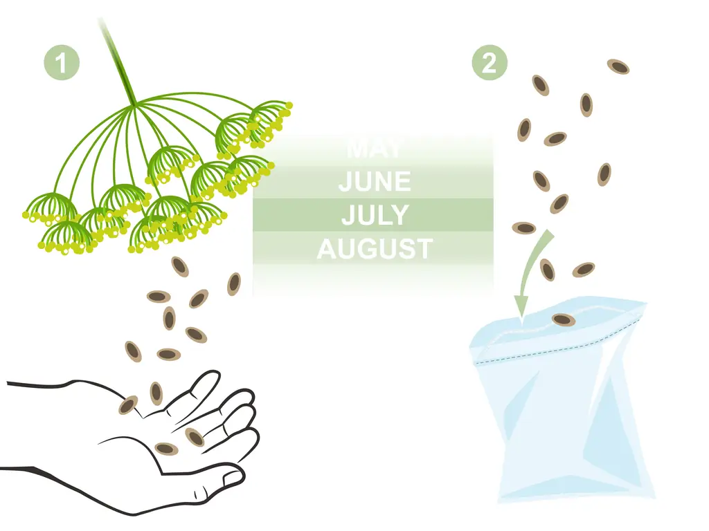 Как выращивать двухлетние овощи: 11 шагов (с иллюстрациями)