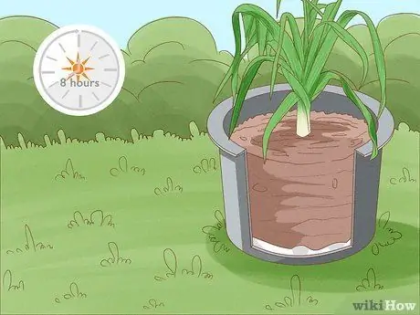 Выращивание лука-порея из лука-порея Шаг 11 Выращивание лука-порея из лука-порея Шаг 11