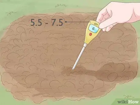 Вырастить Тацоя Шаг 5