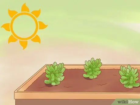 Разделить Sedum Шаг 10 Разделить Sedum Шаг 10