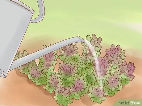 Разделить Sedum Шаг 14 Разделить Sedum Шаг 14