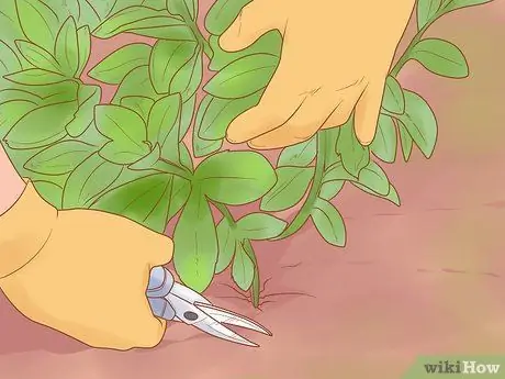 Разделить Sedum Шаг 2 Разделить Sedum Шаг 2