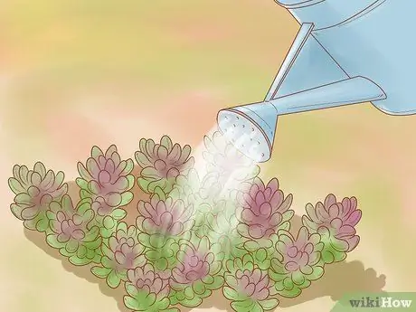 Разделить Sedum Шаг 3 Разделить Sedum Шаг 3