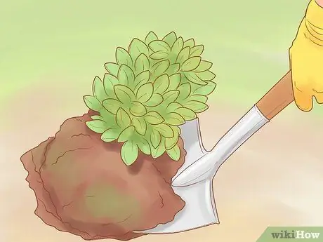 Разделить Sedum Шаг 5 Разделить Sedum Шаг 5