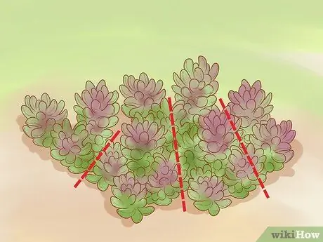 Разделить Sedum Шаг 6 Разделить Sedum Шаг 6
