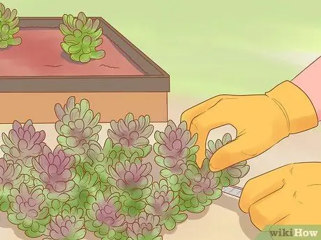 Разделить Sedum Шаг 8 Разделить Sedum Шаг 8