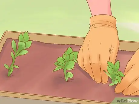 Разделить Sedum Шаг 9 Разделить Sedum Шаг 9