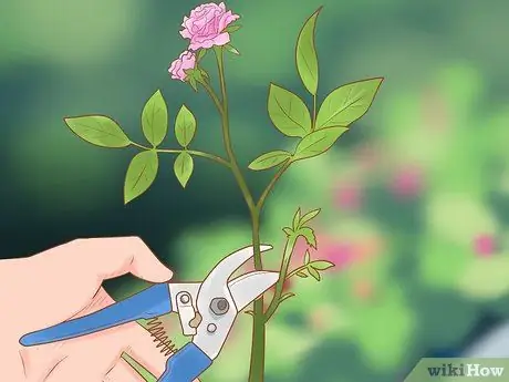 Подрезать цветы, шаг 1 Подрезать цветы, шаг 1