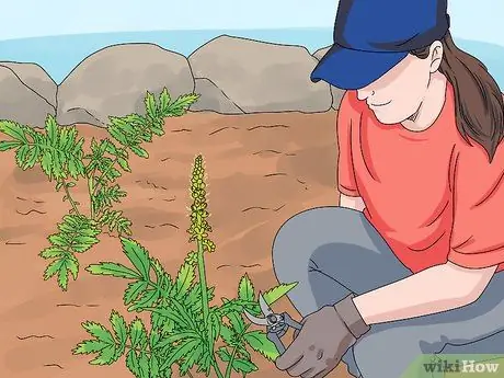 Выращивание репейника, шаг 12 Выращивание репейника, шаг 12