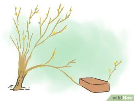 Корневая форзиция Шаг 4 Корневая форзиция Шаг 4