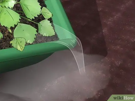 Выращивание водяных каштанов Шаг 10 Выращивание водяных каштанов Шаг 10