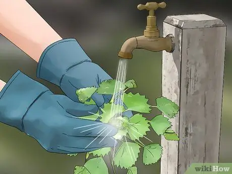 Выращивание водяных каштанов Шаг 12 Выращивание водяных каштанов Шаг 12