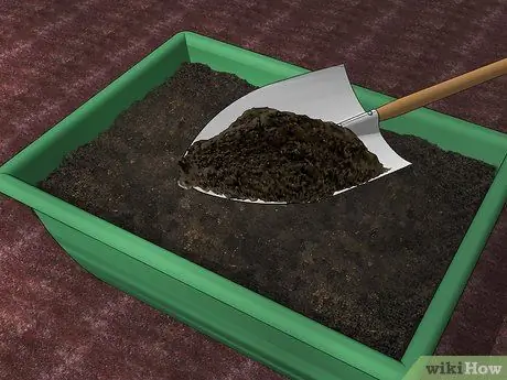 Выращивание водяных каштанов, шаг 2 Выращивание водяных каштанов, шаг 2