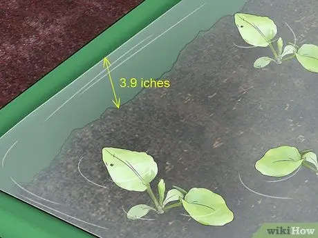 Выращивание водяных каштанов Шаг 7 Выращивание водяных каштанов Шаг 7