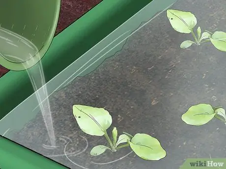 Выращивание водяных каштанов Шаг 8 Выращивание водяных каштанов Шаг 8