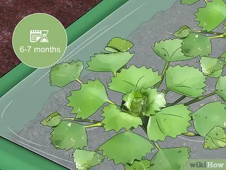 Выращивание водяных каштанов Шаг 9 Выращивание водяных каштанов Шаг 9