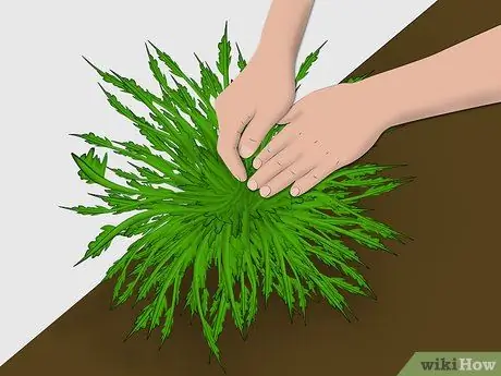 Посадить сладкий куст. Шаг 8 - Пуля 2