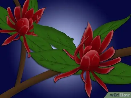 Посадить сладкий куст Шаг 1 Пуля 2