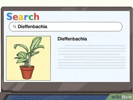 Выращивание китайских вечнозеленых растений (аглаонема) Шаг 1