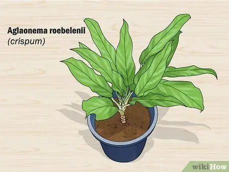 Выращивание китайских вечнозеленых растений (аглаонема) Шаг 3