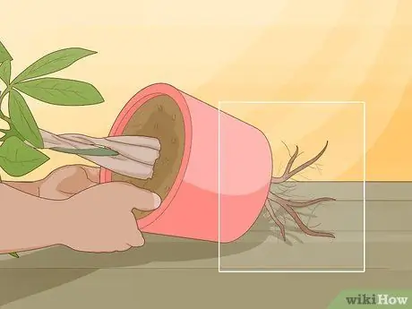 Посадить денежные деревья Шаг 10