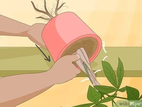 Посадить денежные деревья Шаг 12