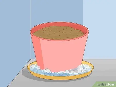 Посадить денежные деревья Шаг 4