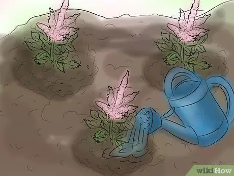 Выращивание астильбы Шаг 10