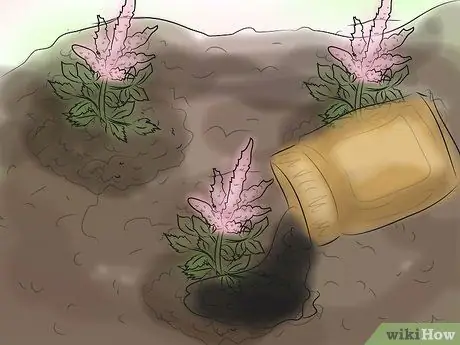 Выращивание астильбы Шаг 12