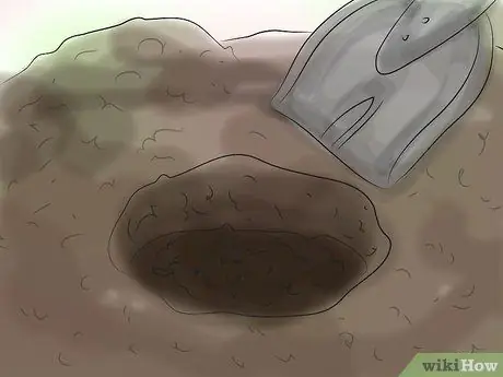 Выращивание астильбы Шаг 6