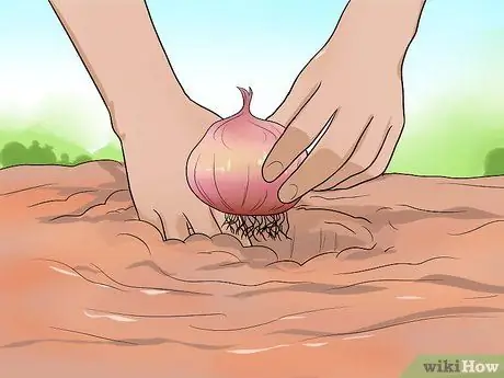 Посадите луковицы луковицы шаг 5