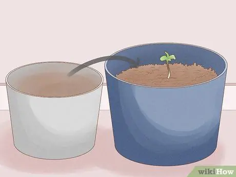 Выращивание королевской гориллы, шаг 13