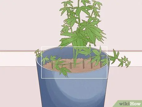 Выращивание королевской гориллы Шаг 14