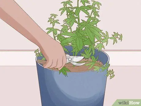 Выращивание королевской гориллы Шаг 15